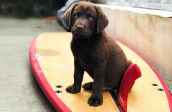 helen woodward animal center surf dog surf a thon 2021 photo by reed naliboff