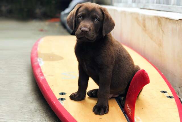 Helen Woodward Animal Center Surf Dog Surf-a-Thon 2021